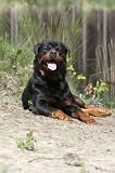 ROTTWEILER 229